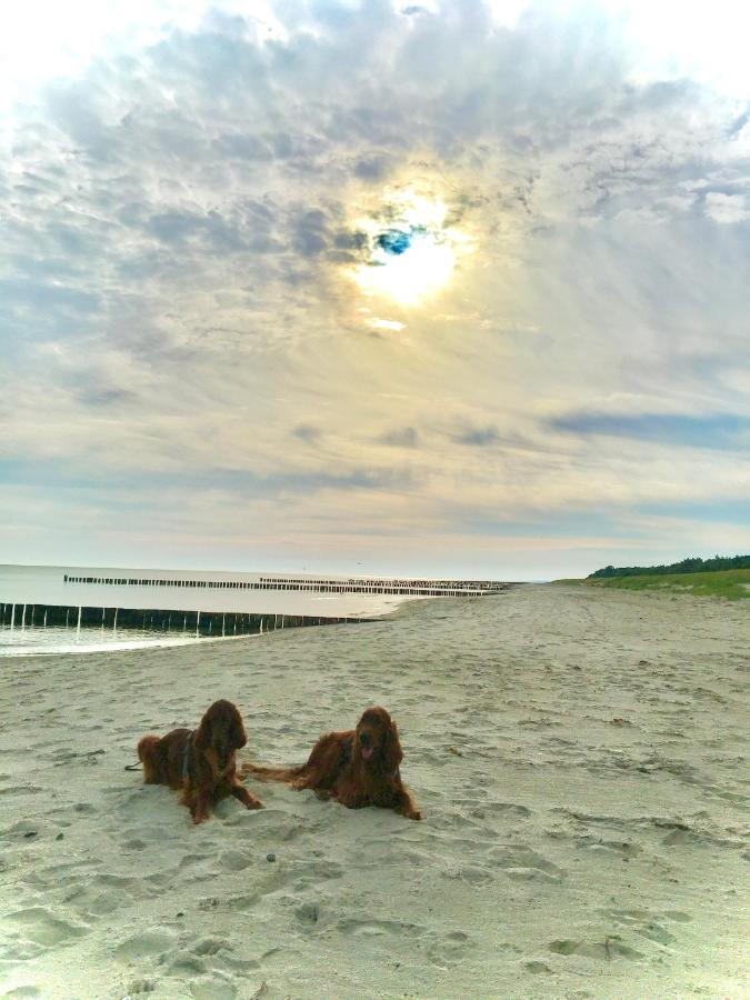 Fewo Sonnenblume Achtern Diek Zingst Ngoại thất bức ảnh
